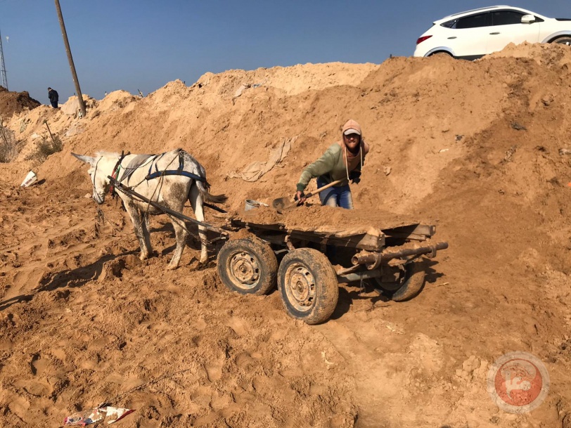 بالصور: مليون دولار أضرار المنخفض في مزارع التوت الارضي شمال القطاع