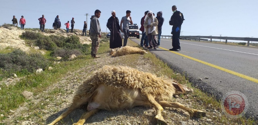 مستوطن يدهس رأسين من الأغنام والاحتلال يفتش منازلا جنوب الخليل