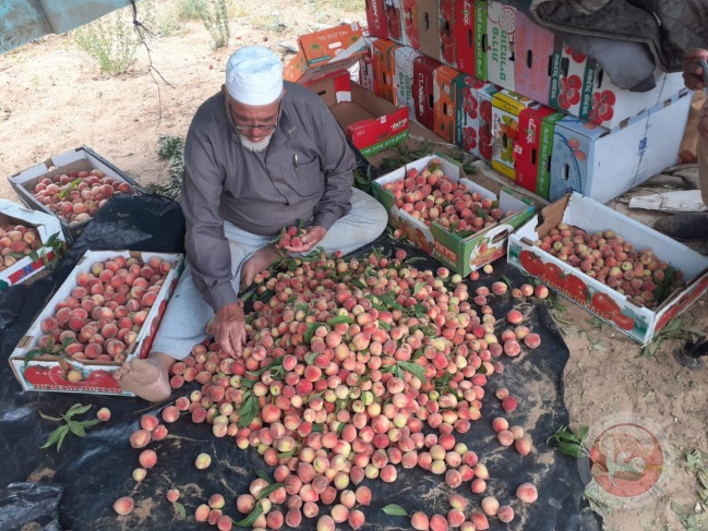 &quot;خوخ غزة&quot; يعتمد على الأمطار ويقاوم التجريف