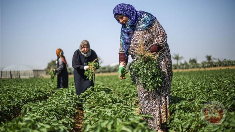 &quot;الاقتصاد&quot; تعلن عن تقديم منح لدعم النساء في القطاع الزراعي