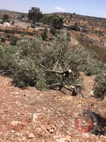  مستوطنون يسرقون ثمار زيتون ومعدات زراعية من أراضي غرب سلفيت 