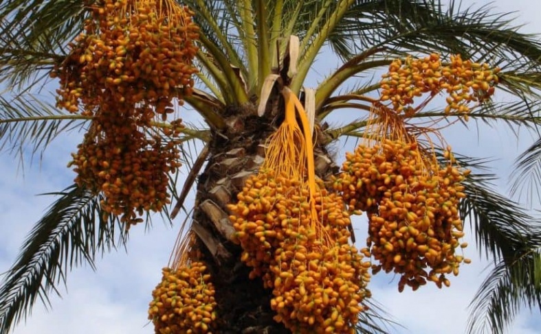 خبير زراعي يوضح اسباب ضعف انتاح البلح بغزة