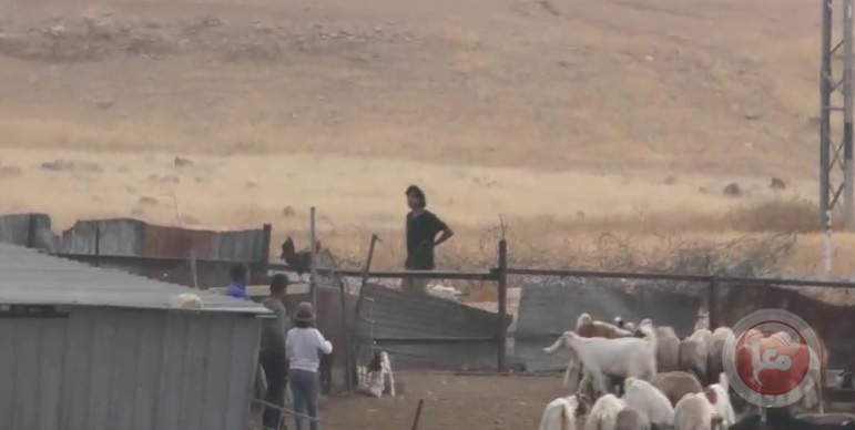 Jericho: Settlers attack the “Arab Al-Malihat” gathering