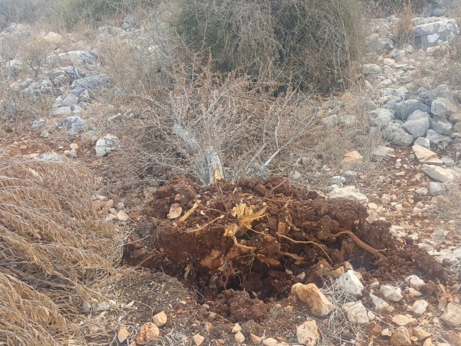 Settlers uproot 25 olive trees in Kafr ad-Dik