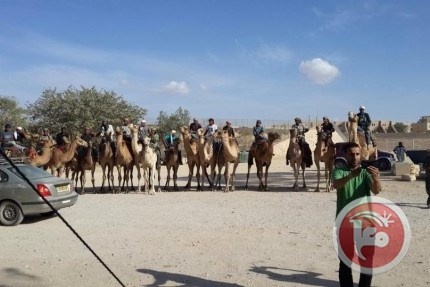 لأول مرة-مارتون سباق الهجن في النقب