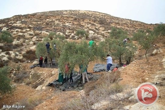 طلبة القدس المفتوحة اريحا تشارك في قطف الزيتون في خربة ابو فلاح