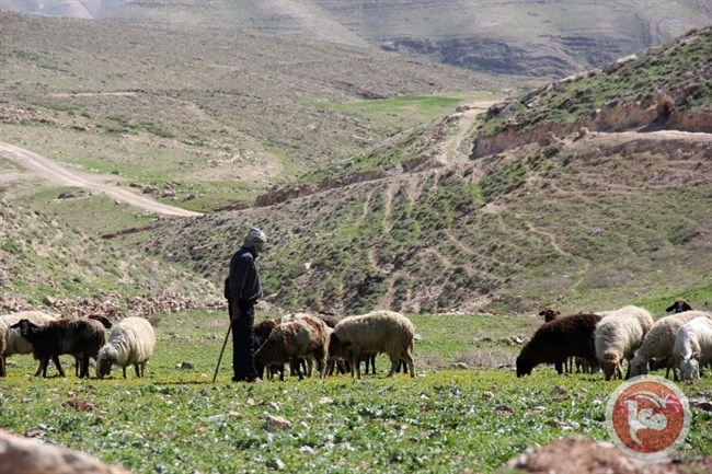 &quot;العمل الزراعي&quot; يختتم انشاء محمية رعوية في تقوع