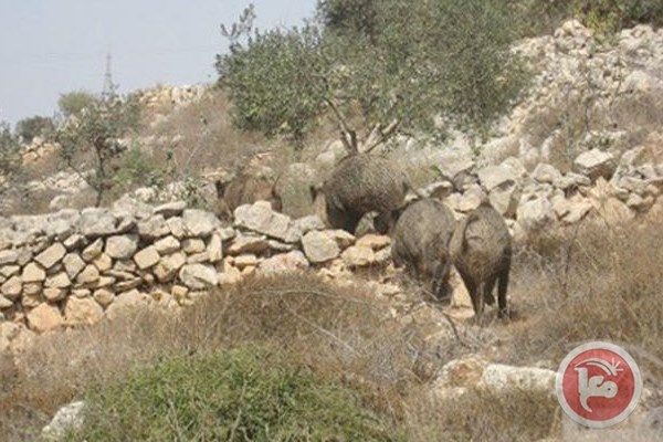 اصابة طفلة هاجمها خنزير بري بجنين