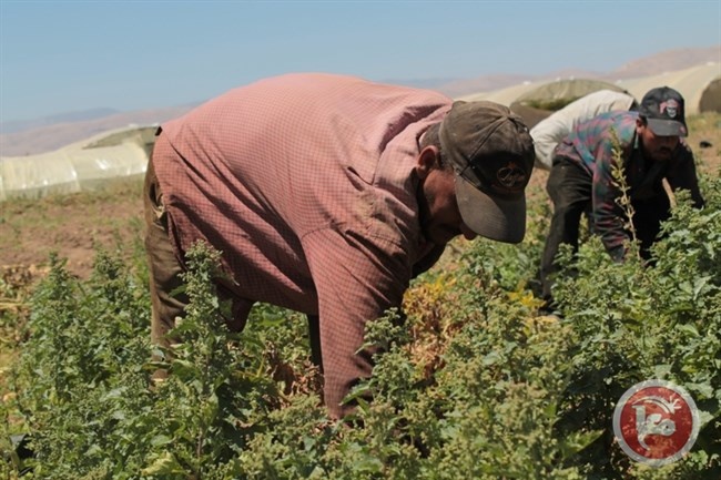 تقييد التصدير يكبد غزة خسائر بعشرات الملايين