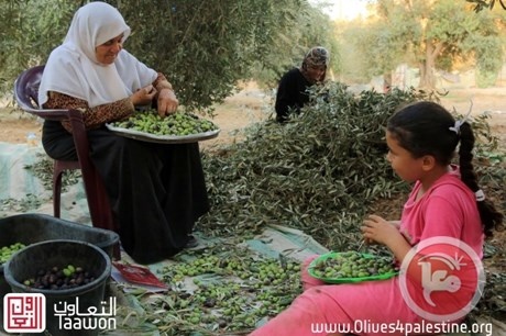 اطلاق حملة واسعة لزارعة 20 ألف شجرة زيتون