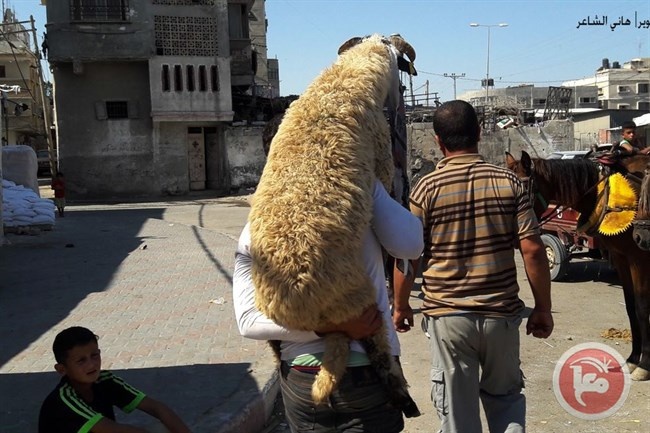 خاروف العيد.. فرح مغموس بهم المواطن