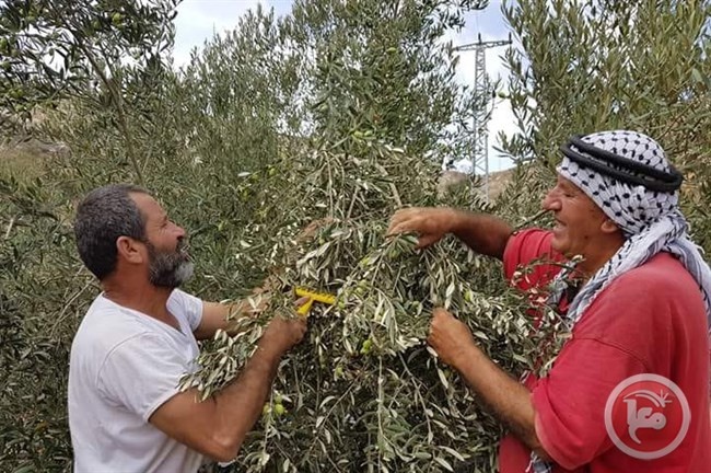 المستوطنون والحشرات سبب ضعف موسم الزيت