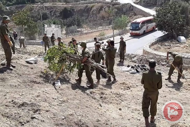 صور- جنود يقتلعون الاشجار في وادي الربابة