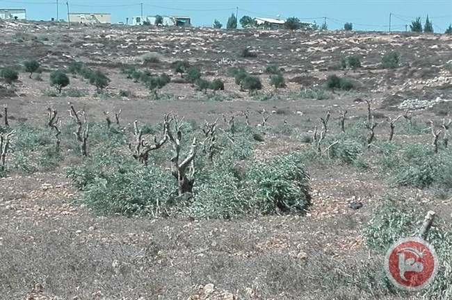 الخارجية تُطالب الجنائية الدولية فتح تحقيق في جرائم المستوطنين