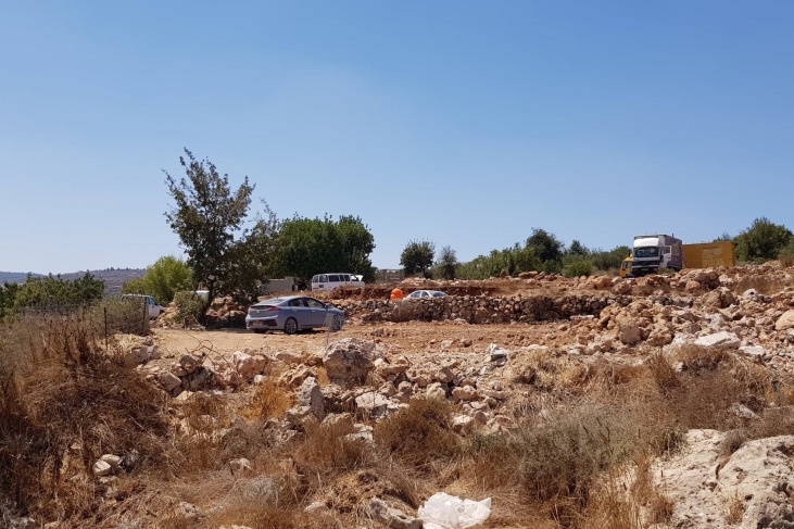 A settler herds his sheep and destroys olive trees in Battir lands